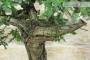 7 - Bonsai di Quercia Roverella (59)
