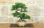 1 - Bonsai di Zelkova Parvifolia (11).