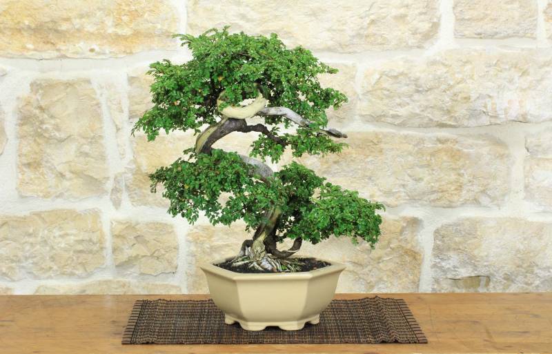 1 - Bonsai di Zelkova Parvifolia (11).