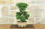 2 - Bonsai di Zelkova Parvifolia (11).