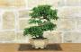 3 - Bonsai di Zelkova Parvifolia (11).