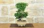 4 - Bonsai di Zelkova Parvifolia (11).