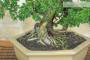 5 - Bonsai di Zelkova Parvifolia (11).