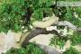 6 - Bonsai di Zelkova Parvifolia (11).