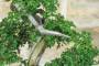 8 - Bonsai di Zelkova Parvifolia (11).