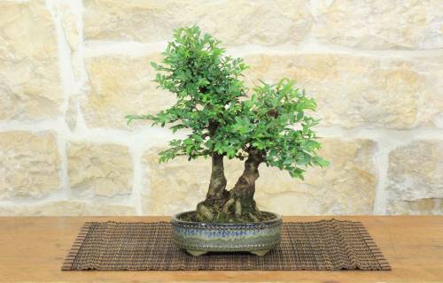 1 - Bonsai di Zelkova Parvifolia (12).
