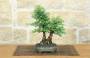 1 - Bonsai di Zelkova Parvifolia (12).