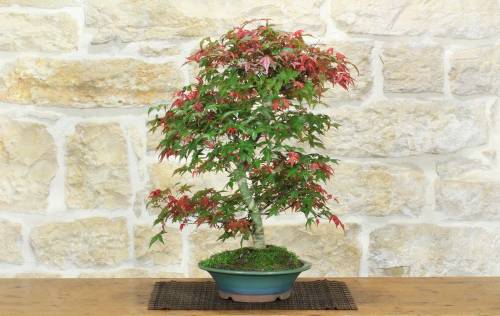 1 - Bonsai di Acero Palmato Deshojo (87)