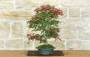 1 - Bonsai di Acero Palmato Deshojo (87)