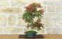 2 - Bonsai di Acero Palmato Deshojo (87)