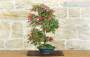 4 - Bonsai di Acero Palmato Deshojo (87)