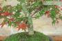 5 - Bonsai di Acero Palmato Deshojo (87)