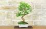 1 - Bonsai di Gelso Bianco (71)