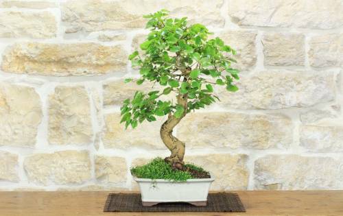 1 - Bonsai di Gelso Bianco (71)