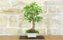 2 - Bonsai di Gelso Bianco (71)