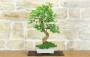 3 - Bonsai di Gelso Bianco (71)