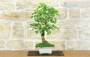 4 - Bonsai di Gelso Bianco (71)