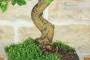 5 - Bonsai di Gelso Bianco (71)