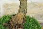 6 - Bonsai di Gelso Bianco (71)