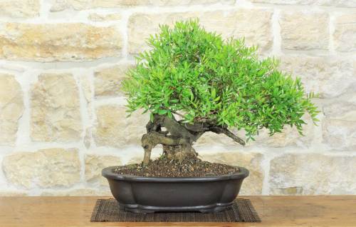 1 - Bonsai di Lentisco (76)