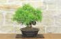 2 - Bonsai di Lentisco (76)