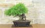3 - Bonsai di Lentisco (76)