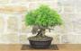 4 - Bonsai di Lentisco (76)