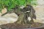 6 - Bonsai di Lentisco (76)