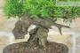 7 - Bonsai di Lentisco (76)