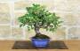 1 - Bonsai di Melo da fiore (148)
