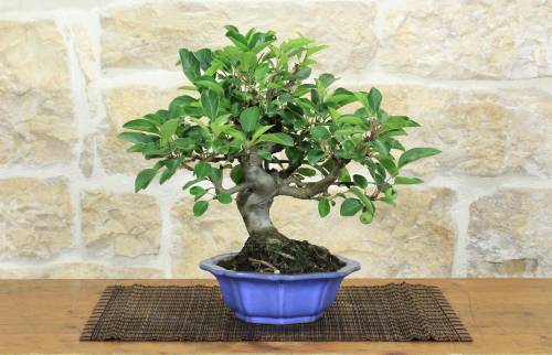 1 - Bonsai di Melo da fiore (148)