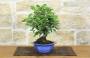 2 - Bonsai di Melo da fiore (148)