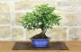 3 - Bonsai di Melo da fiore (148)