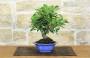 4 - Bonsai di Melo da fiore (148)