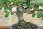 5 - Bonsai di Melo da fiore (148)