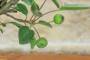 6 - Bonsai di Melo da fiore (148)