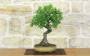 1 - Bonsai di Prugnolo (37)