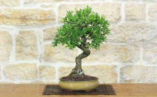 1 - Bonsai di Prugnolo (37)