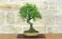 3 - Bonsai di Prugnolo (37)
