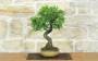 4 - Bonsai di Prugnolo (37)