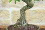 5 - Bonsai di Prugnolo (37)