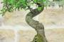 6 - Bonsai di Prugnolo (37)