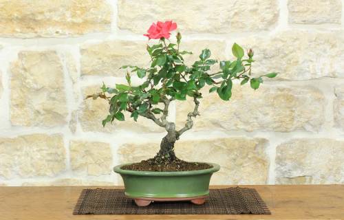 1 - Bonsai di Rosa (62)