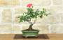 1 - Bonsai di Rosa (62)