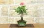 2 - Bonsai di Rosa (62)