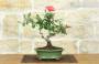 3 - Bonsai di Rosa (62)