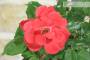 8 - Bonsai di Rosa (62)