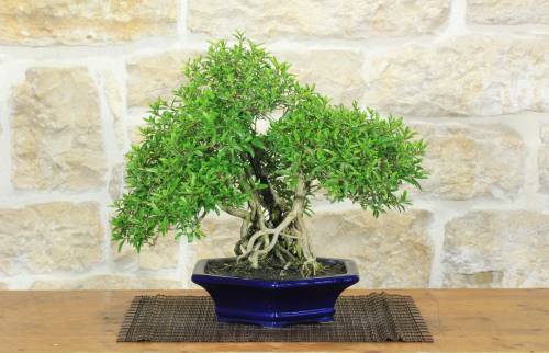 1 - Bonsai di Serissa (3)