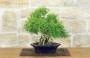 2 - Bonsai di Serissa (3)