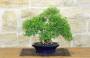3 - Bonsai di Serissa (3)